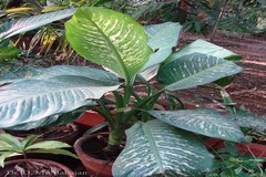 Dieffenbachia picta